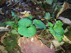 Alliaria petiolata