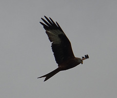 Milvus milvus milvus