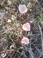 Colchicum triphyllum