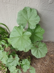 Malva nicaeensis