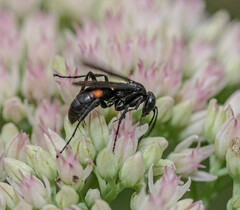 Anoplius semicinctus