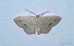 Scopula compensata