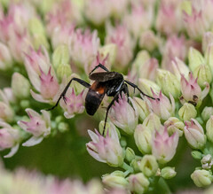 Anoplius semicinctus