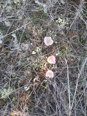 Colchicum triphyllum