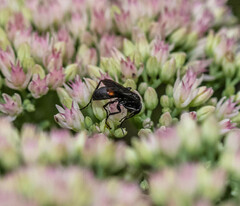 Anoplius semicinctus