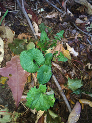 Alliaria petiolata