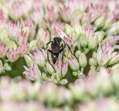 Anoplius semicinctus