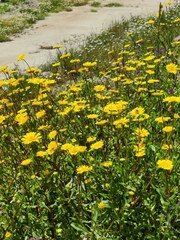 Coleostephus myconis