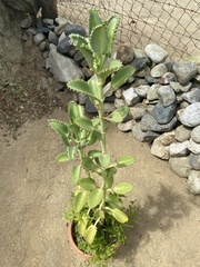 Kalanchoe daigremontiana