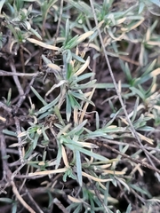Dianthus lusitanus