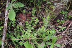 Galium saxatile