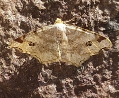 Macaria notata