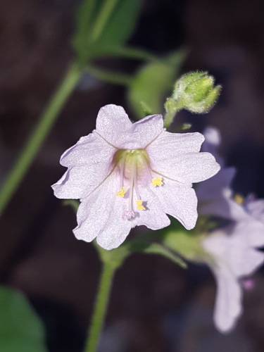 Smooth spreading four o'clock (Mirabilis oxybaphoides)