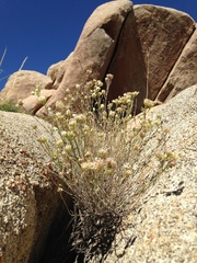 Monardella robisonii