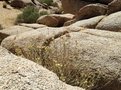 Monardella robisonii