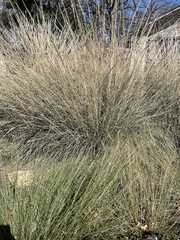 Muhlenbergia lindheimeri