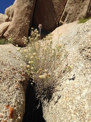 Monardella robisonii