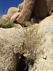 Monardella robisonii