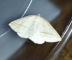 Petrophora chlorosata