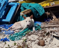Canis familiaris