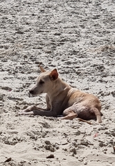 Canis familiaris