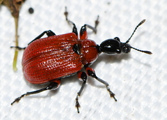 Apoderus coryli