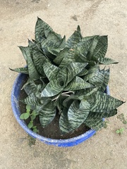 Sansevieria trifasciata