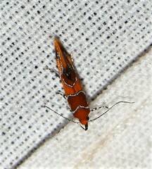 Epicallima argenticinctella