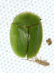 Cassida viridis