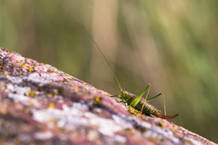 Conocephalus dorsalis