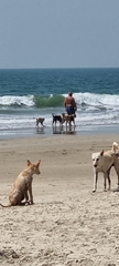 Canis familiaris