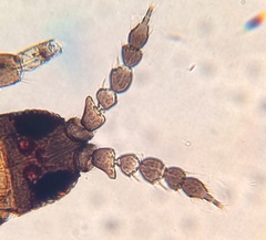 Chirothrips manicatus