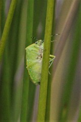 Chinavia pallidoconspersa