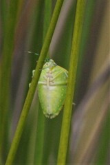 Chinavia pallidoconspersa