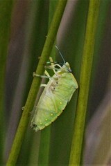 Chinavia pallidoconspersa
