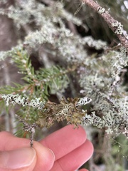 Tuckermanopsis chlorophylla