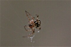 Neoscona theisi