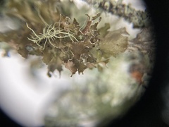 Tuckermanopsis chlorophylla