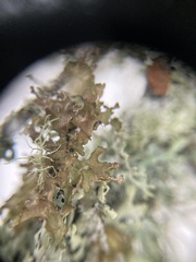 Tuckermanopsis chlorophylla