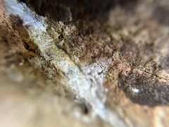 Entomobrya albocincta