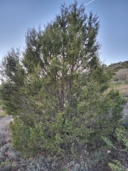 Juniperus thurifera