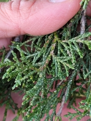 Juniperus thurifera