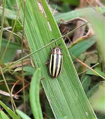 Disonycha glabrata