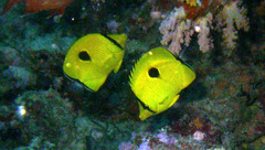 Chaetodon interruptus