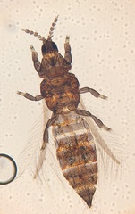 Chirothrips manicatus