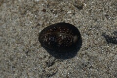 Monetaria caputophidii