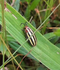 Disonycha glabrata