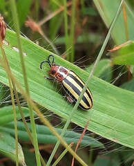 Disonycha glabrata