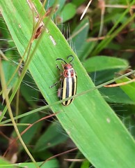 Disonycha glabrata