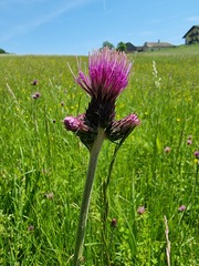 Cirsium rivulare